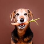 chien et chat écolos accessoires durables alimentation responsable