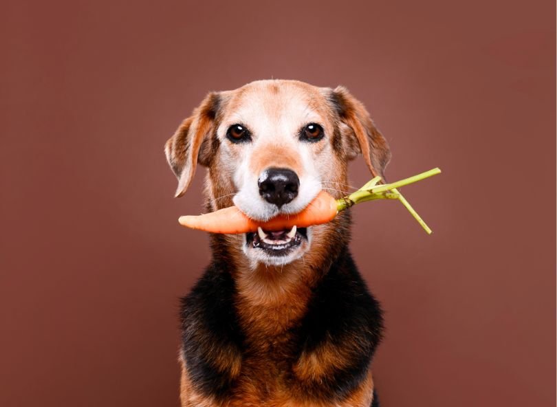 chien et chat écolos accessoires durables alimentation responsable
